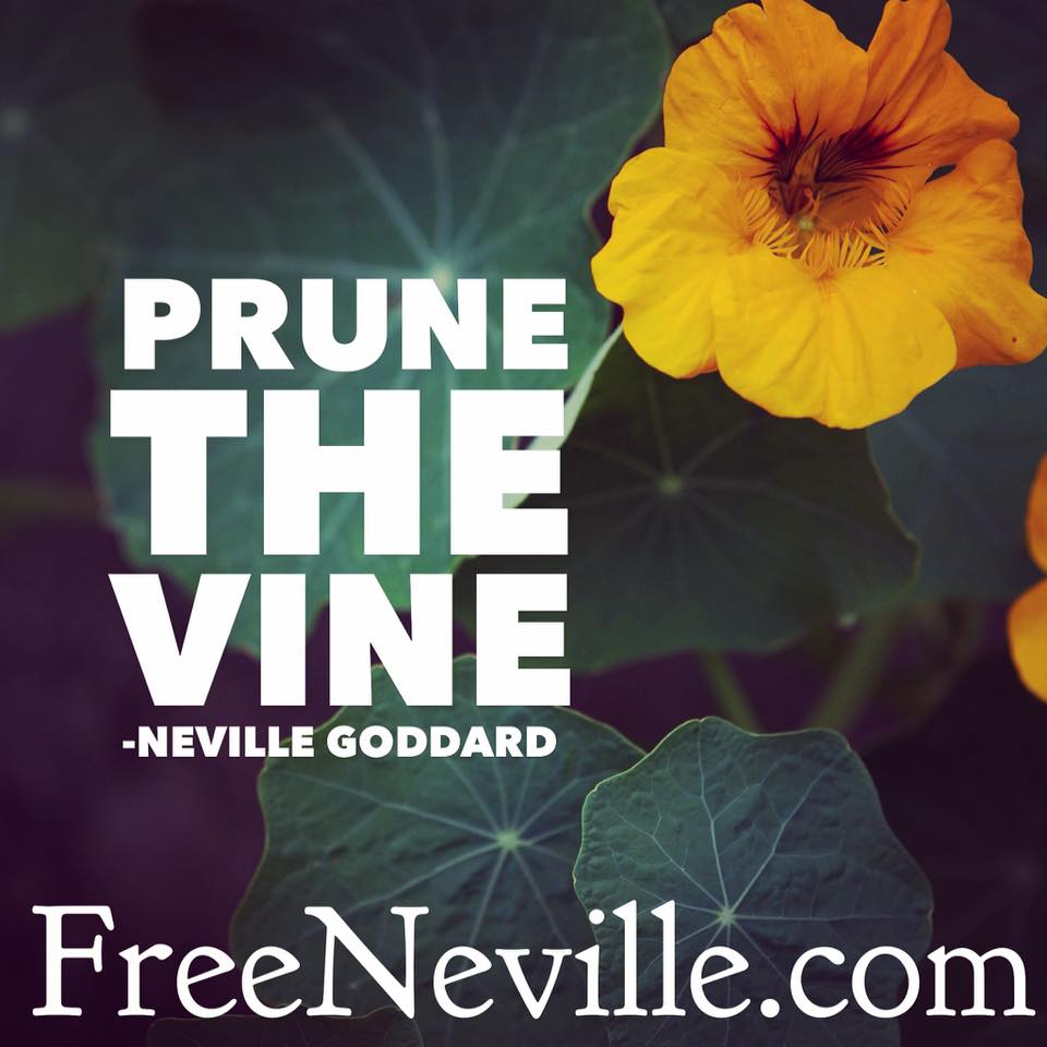prune the vine